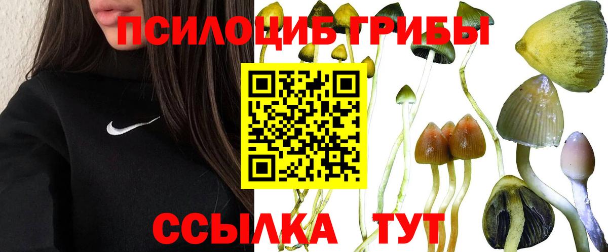 Галлюциногенные грибы Psilocybe Знаменск
